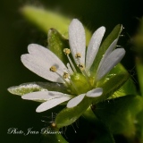 Véronique à feuilles de Serpolet ( Véronica Serpyllifolia ) - Botanique