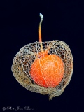 Fleur et fruit de Physalis - Botanique