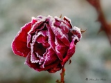 La rose givrée - Botanique