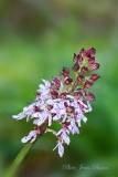 L'Orchis pourpre   ( Orchis purpurea,  ) - Botanique
