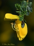 Fleur de Genêts - Botanique