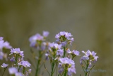La Cardamine des prés - Botanique