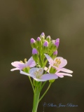 La Cardamine des prés - Botanique