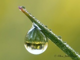 Gouttelette de rosée - Miroir d'eau