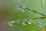 Perles de rosée matinale - Miroir d'eau