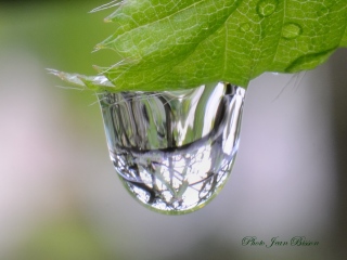 Goutte d'eau sur un bourgeon de Charmille - Miroir d'eau