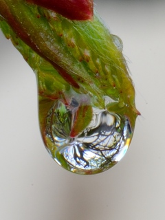 Goutte d'eau sur un bourgeon de Charmille - Miroir d'eau
