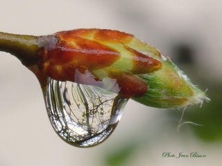 Goutte d'eau sur un bourgeon de Charmille - Miroir d'eau