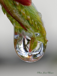 Goutte d'eau sur un bourgeon de Charmille - Miroir d'eau