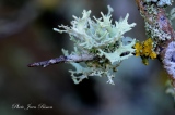 Lichen Fruticuleux (Ramalina Farinacéa ) - Mousses et Lichens