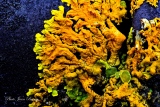 Lichen Xanthoria Auréola - Mousses et Lichens