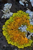 Lichen Xanthoria Auréola - Mousses et Lichens