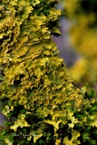 Lichen  Xanthoria Pariétina - Mousses et Lichens