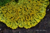 Lichen  Xanthoria Pariétina - Mousses et Lichens