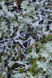 La Parmélie grise - Mousses et Lichens