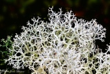 Lichen Cladonia Arbuscula - Mousses et Lichens