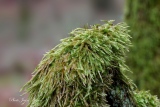 Mousse Brachythécium Rivulare - Mousses et Lichens