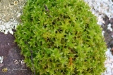 Mousse Bryophyte - Mousses et Lichens