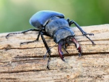 Lucane mâle ( Lucanus cervus) - Coléoptères