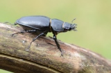 Lucane femelle ( Lucanus cervus) - Coléoptères