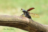 Lucane femelle ( Lucanus cervus) - Coléoptères