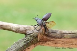 Lucane femelle ( Lucanus cervus) - Coléoptères