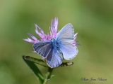 L'Azuré de la Bugrane Femelle ou Argus bleu - Papillons