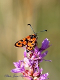 Zygène de la petite Coronille sur une fleur de petite Coronille - Papillons