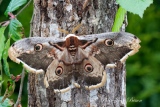 Le Grand Paon-du-jour  ( Saturnia pyri ) - Papillons