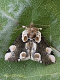 La Batis ( thyatira batis ) - Papillons