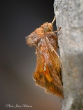 La Plusie chalcite - Papillons