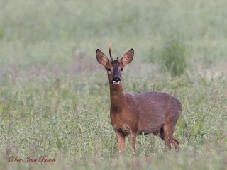 Chevreuil mâle ( bois cassés ) - Chevreuils