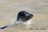 jbisson-photo-peinture - Les Phoques en Baie d'Authie