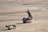 jbisson-photo-peinture - Les Phoques en Baie d'Authie