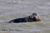 jbisson-photo-peinture - Les Phoques en Baie d'Authie