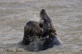 jbisson-photo-peinture - Les Phoques en Baie d'Authie