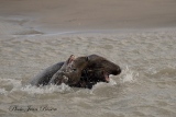 jbisson-photo-peinture - Les Phoques en Baie d'Authie