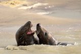 jbisson-photo-peinture - Les Phoques en Baie d'Authie