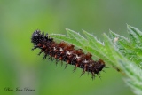 Chenille du Vulcain - Les Chenilles