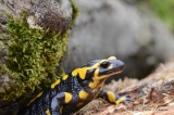 La Salamandre tachetée - Amphibiens et Batraciens