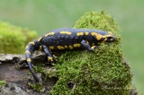 La Salamandre tachetée - Amphibiens et Batraciens