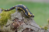 La Salamandre tachetée - Amphibiens et Batraciens