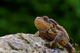 Le Crapaud commun - Amphibiens et Batraciens