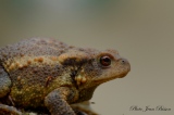 Le Crapaud commun - Amphibiens et Batraciens