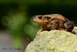 Le Crapaud commun - Amphibiens et Batraciens