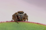 Salticide Attulus Floricola Nidicolensx - insectes