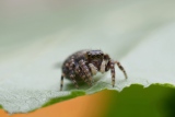 Salticide Talavéra aéquipes - insectes