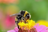 Le Bourdon et son pollen - insectes