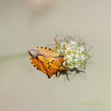 Punaise Carpocoris méditerranéus - insectes