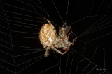Araignée Epeire diadème  Araneus diadematus famille des Araneidae et sa proie - insectes